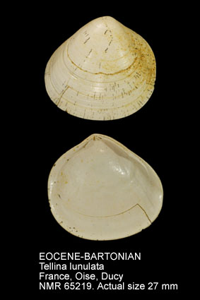 EOCENE-BARTONIAN Tellina lunulata.jpg - EOCENE-BARTONIANTellina lunulata(Lamarck,1806)